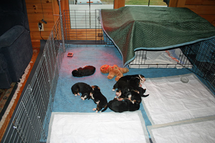 Moving Day - Pups in Playpen
Day 18 - The pups out grew the whelping box.
