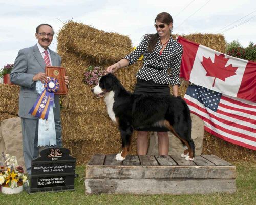 Balsam Winners and Best of Winners at BMDC of Ontario Specialty
Balsam was just 9 months old.
