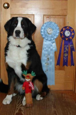 Balsam 10 Months Old.
With Best Puppy and Best of Winners Ribbons from BMDC of Ontario Specialty.
