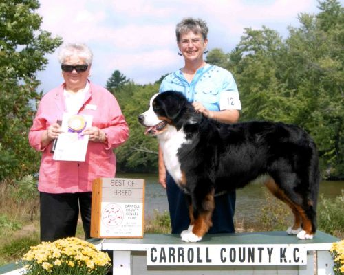 Balsam BOB
Carroll County Kennel Club Supported Entry.  Shown by Barbie!  This was her first show as a Special.
