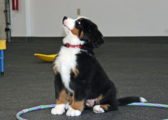 Balsam - First Day Of Puppy Class.
11 Weeks Old.
