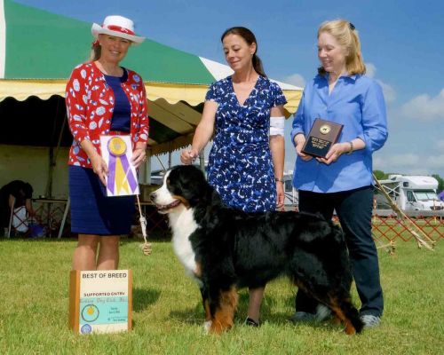 Balsam - Best Of Breed - BMDCNV Supported Entry
Ladies Kennel Club June 4, 2016.
Shown beautifully by Sara Gregware.
