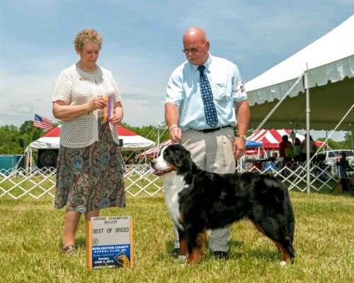 Balsam BOB and GCH Major
Expertly shown by Jack Secrest at the Burlington County KC Show on June 2, 2013.  She now needs just 8 more points to finish her GCH and Versatility Excellent Title.
