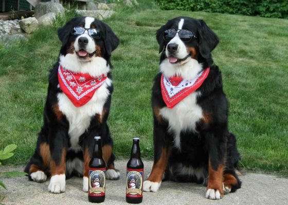 Balsam and Ripley With Local Brew
Woodstock Inn Station and Brewery have a 4,000 Footer IPA.  Our dogs inspired the label.
