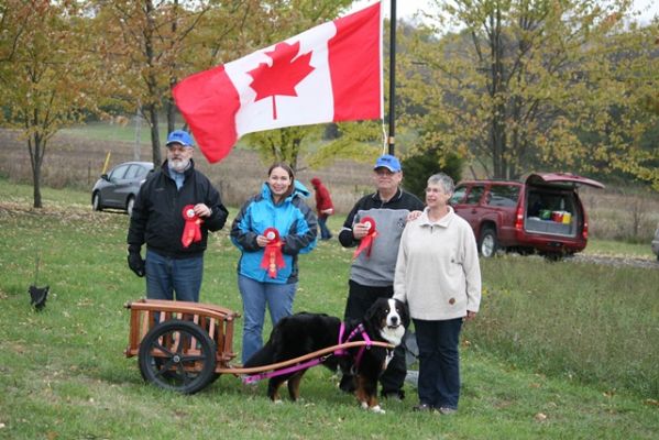 Balsam CKC DD
Balsam completed her Canadian Kennel Club Draft Dog Title when she was 23 months old.  She is now a BMDCC Versatility Dog!

