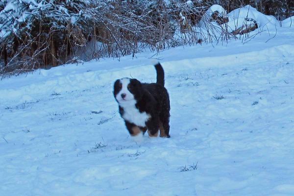 Coggin
Pups enjoy the new snow despite the cold.  It is 9 degrees F.
