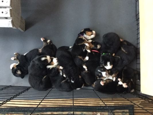 Pile of Sleeping Puppies
