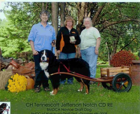 Jefferson BMDCA Novice Draft Dog
He is now a Versatility Dog just like his parents!
