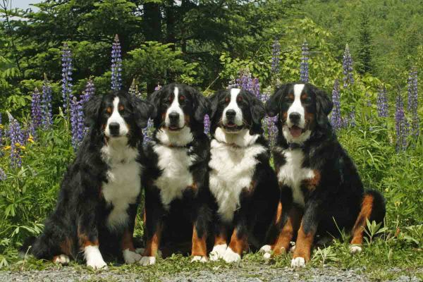 Kessie Ripley Balsam and Laukie
Kessie is 10 years and 7 Months Old!
