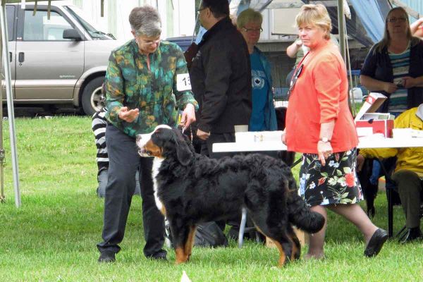Laukie's First Dog Show
He is 7 Months Old.  He participated in the Erie Shores BMD Ontario Specialties Shows June 7-9, 2013.
