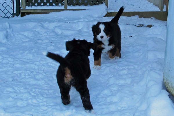 Monoo
Pups enjoy the new snow despite the cold.  It is 9 degrees F.
