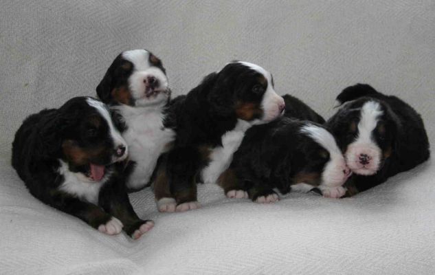 Puppies Day 20
Mina, Rose, Romeo, Bella and Valentino
