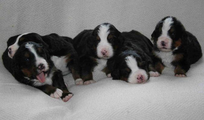 Puppies Day 20
Rose, Mina, Romeo, Bella and Valentino
