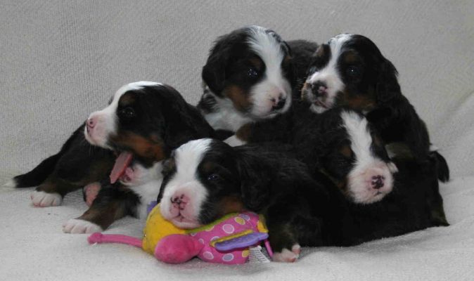Puppies Day 20
Romeo, Bella, Rose, Mina and Valentino
