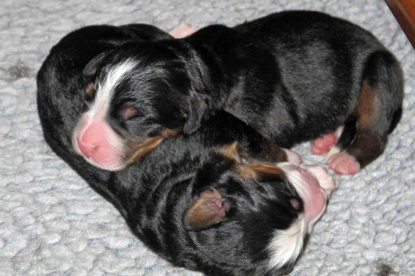 Week 1 - Sleeping Puppies
Lafayette On Top Of Moriah - Happy, Content Girls
