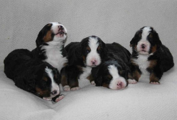 Puppies Day 20
Mina, Rose, Romeo, Bella and Valentino
