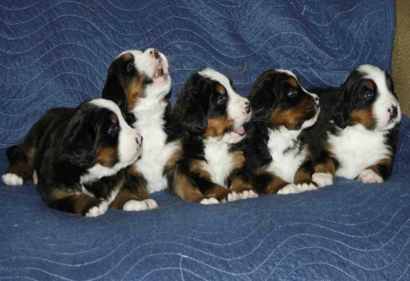 Puppies Day 27
Bella, Romeo, Valentino, Mina and Rose
