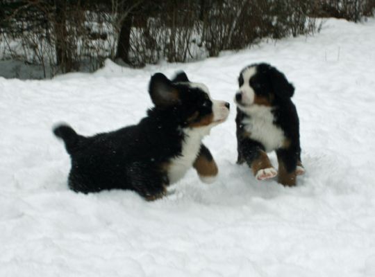 Pups In Snow Day 48
