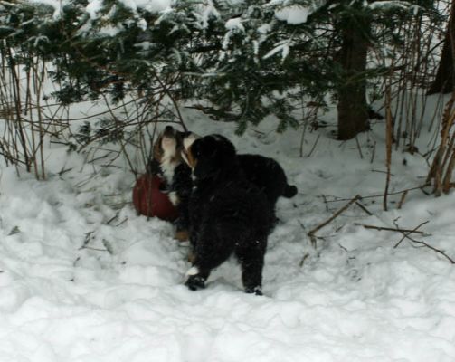Pups In Snow Day 48
