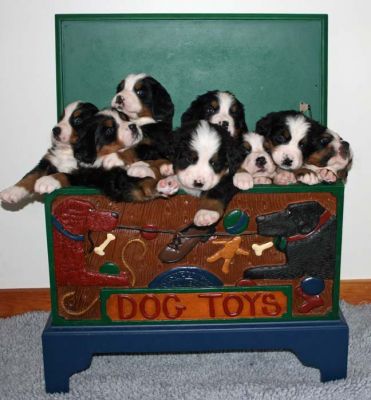 Last Time in Toy Box Day 33
Wow, it was a tight squeeze to get them all in.
