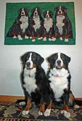 Four Dog Rug - Tennescott Bernese Mountain Dogs
Ripley and Balsam
