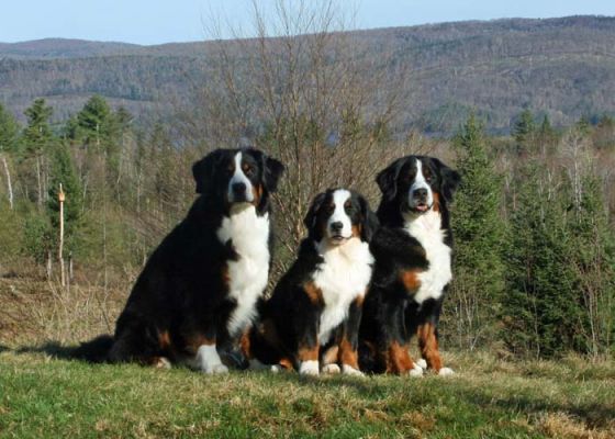 Grandma Kessie, Balsam and Mom Ripley.
8 Years Young, 6 Months Old and 3 years Old.
