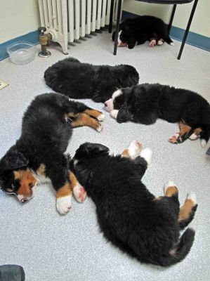 Puppies Asleep At Vet - stressed NOT
They had had a busy day.
