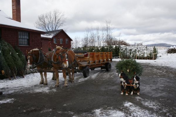 Jefferson and Kessie with Draft Horses at the Rocks Estates
Jefferson and Kessie worked at the Rocks Estate during the 2007 Christmas season raising money for the Trees for Troops program.

