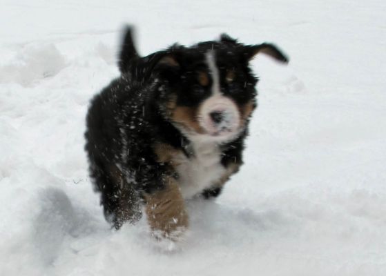 Puppies In The Snow - Day 41
Lafayette (a.k.a. Findeln)


