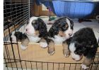 Puppies120512_004.jpg