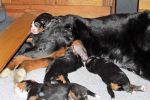Puppies_Full_and_Clean_Day_11_010.jpg