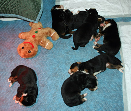 Pups In Play Pen Day 18
They out grew the whelping box!
