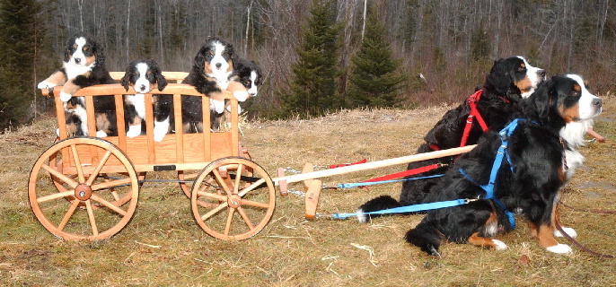 Proud Parents with Puppies in Antique Hay Wagon
