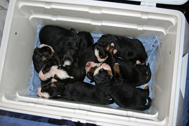 Pups In Cooler While Cleaning Whelping Box Day 10
Boy have they grown!
