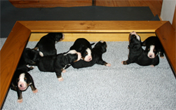 Pups Walking Day 13
They are like "Drunken Sailors" after a few steps, they fall over.
