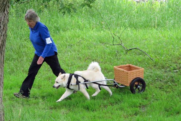 Acie and Georgina Cornell - New CKC DD
Acie, with his training wheel cart, is the first Norwegian Buhund to pass the CKC DD test.  What a wonderful team!
