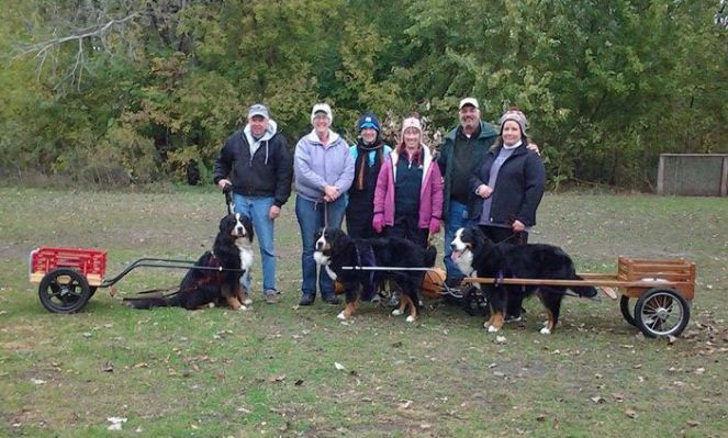 GCH CH Ahquabi’s Fergus the First, RE, CD, GN, NDD, DD, ANDD, Versatility Dog
"Family" passes at Greater Twin Cities draft test (from left): John Anderson and Gus (father), Veronica Moyle and Daisy (daughter), apprentice judge Kathy Berge, judge Jennifer Brightbill, judge Steve Dudley, Jessica Briggle and Laney (mother).  
