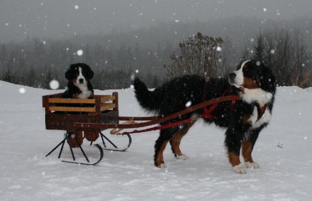 New Metal Sleigh Runners
Jefferson Takes Ripley for a Sleigh Ride
