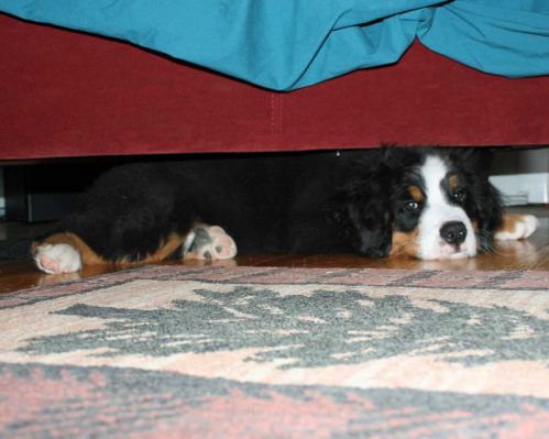Grander 10.5 Weeks Old
He Just Fits Under the Sofa.
