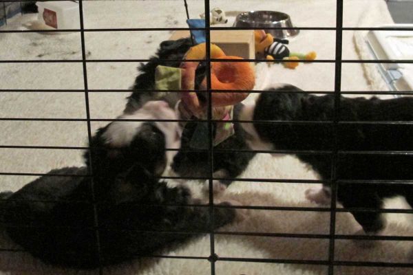 Pups Playing With Hanging Toys
