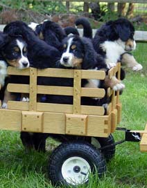 Dog pull hot sale along cart